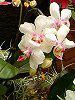�R�`���E����(�Ӓ���)
