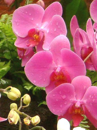 �R�`���E����(�Ӓ���)