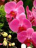 �R�`���E����(�Ӓ���)