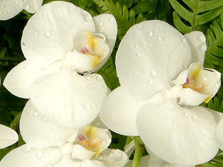 �R�`���E����(�Ӓ���)