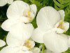 �R�`���E����(�Ӓ���)