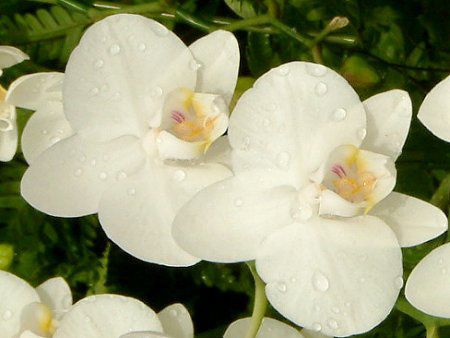 �R�`���E����(�Ӓ���)