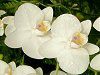 �R�`���E����(�Ӓ���)