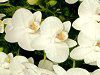 �R�`���E����(�Ӓ���)