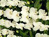 �R�`���E����(�Ӓ���)