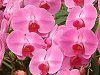�R�`���E����(�Ӓ���)