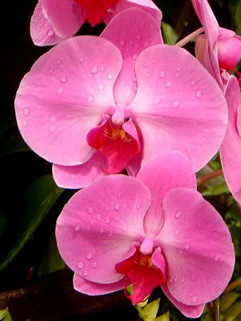 �R�`���E����(�Ӓ���)