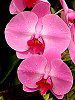 �R�`���E����(�Ӓ���)