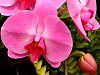 �R�`���E����(�Ӓ���)