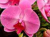 �R�`���E����(�Ӓ���)