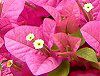 �u�[�Q���r���A(Bougainvillea)