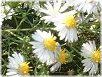 �A�X�^�[�iAster�j