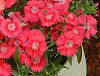 �_�C�A���T�X(Dianthus)