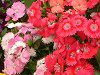 �_�C�A���T�X(Dianthus)