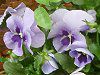 �p���W�[(Pansy)�W���F