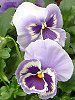 �p���W�[(Pansy)�W���F