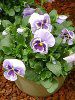 �p���W�[(Pansy)�W���F