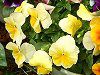 �p���W�[(Pansy)-yellow
