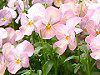 �p���W�[(Pansy)-pink