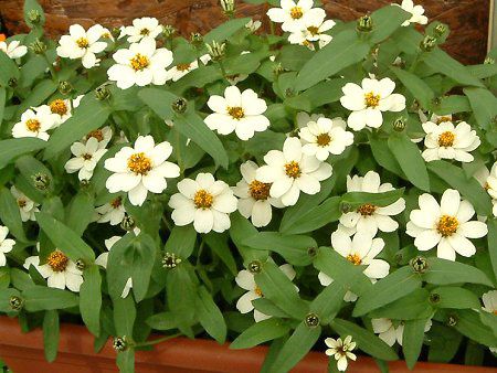 Zinnia Profusion