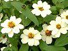 Zinnia Profusion