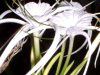 �X�p�C�_�[�����[(Spider lily)