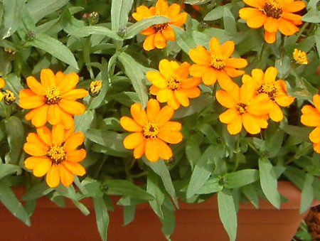Zinnia Profusion