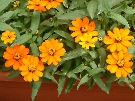 Zinnia Profusion
