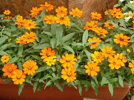 Zinnia Profusion