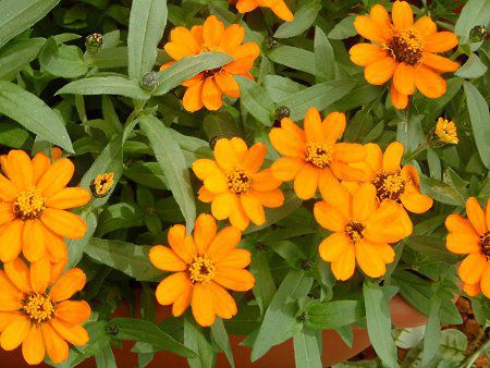 Zinnia Profusion
