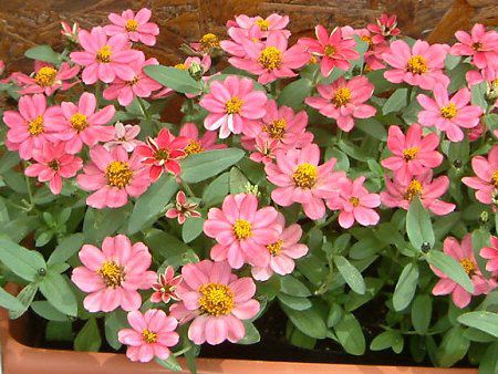 Zinnia Profusion