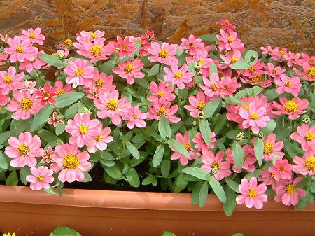 Zinnia Profusion