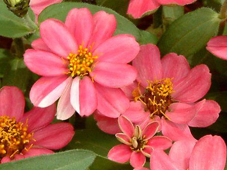 �W�j�A�v���t���[�W����(Zinnia Profusion)