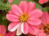 �W�j�A�v���t���[�W����(Zinnia Profusion)
