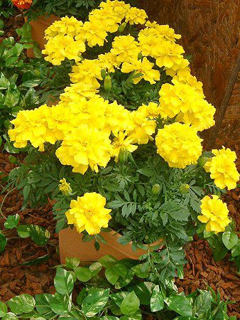 �}���[�S�[���h(Marigold)