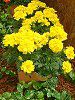 �}���[�S�[���h(Marigold)-yellow
