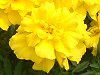 �}���[�S�[���h(Marigold)-yellow