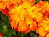 �}���[�S�[���h(Marigold)-orange