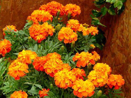 �}���[�S�[���h(Marigold)