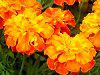�}���[�S�[���h(Marigold)-orange