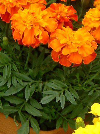 �}���[�S�[���h(Marigold)
