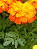 �}���[�S�[���h(Marigold)-orange