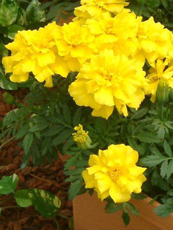 �}���[�S�[���h(Marigold)