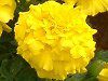 �}���[�S�[���h(Marigold)-yellow