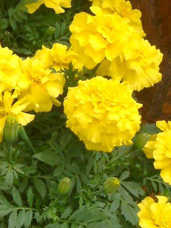 �}���[�S�[���h(Marigold)