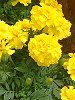 �}���[�S�[���h(Marigold)-yellow
