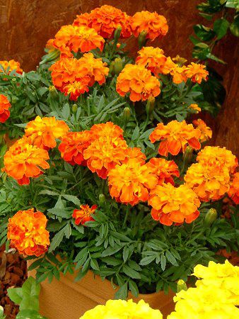 �}���[�S�[���h(Marigold)
