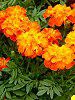�}���[�S�[���h(Marigold)-orange