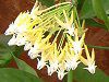 �z���E�����`�t����(Hoya multiflora)-�Ԕ��̉�#094