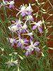 �f���t�B�j�E��(Delphinium)